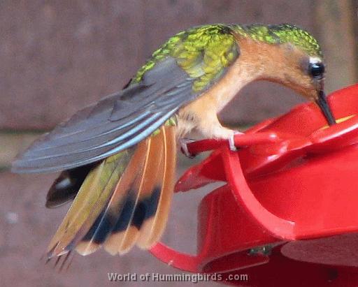 Hummingbird Garden Catalog: Rufous Sabrewing